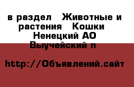  в раздел : Животные и растения » Кошки . Ненецкий АО,Выучейский п.